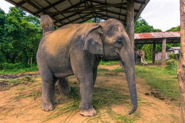 09 Eylül 2014 - eğitimli fil Chitwan Milli Parkı'nda, 