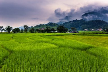 21 Ağustos 2014 - alanları Pokhara, Nepal