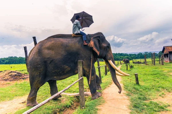09 de setembro de 2014 - Elefantes treinados no Parque Nacional de Chitwan , — Fotografia de Stock