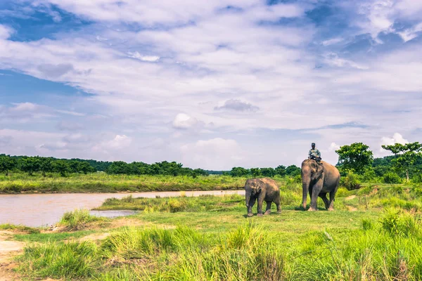 09 de septiembre de 2014 - Elefantes en el Parque Nacional Chitwan, Nepal — Foto de Stock