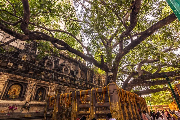 30 de outubro de 2014: A árvore Bodhi, onde o Buda chegou ao Nirvana — Fotografia de Stock