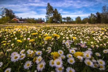 Gotland-Mayıs 16, 2015: çiçek alanı Gotland, Isveç