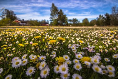 Gotland - May 16, 2015: Flower field in Gotland, Sweden clipart