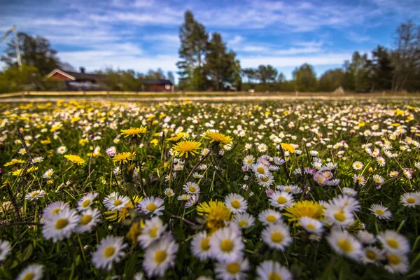 Gotland - 16 de maio de 2015: Campo de flores em Gotland, Suécia — Fotografia de Stock