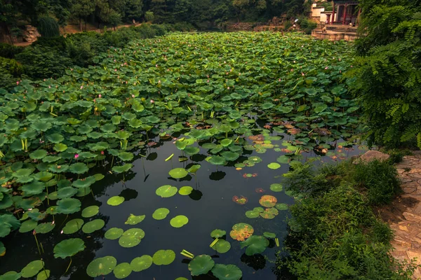 Peking Čína Července 2014 Zahrady Letohrádkem — Stock fotografie