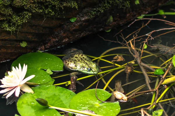 Chengdu Chine Août 2014 Une Grenouille Chengdu Chine — Photo