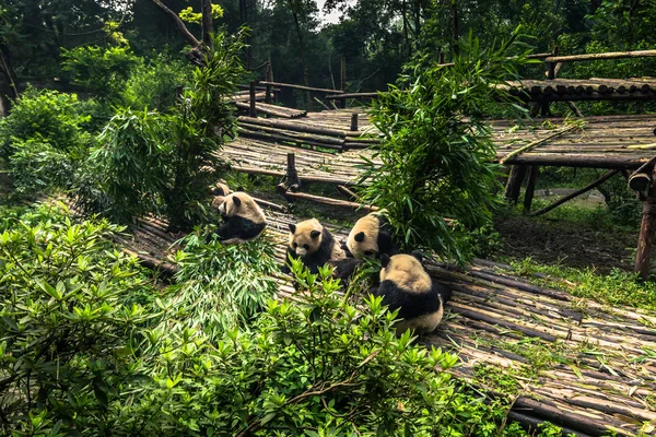 Chengdu, Kína - 2014. augusztus 10.: Panda Research center Cheng — Stock Fotó