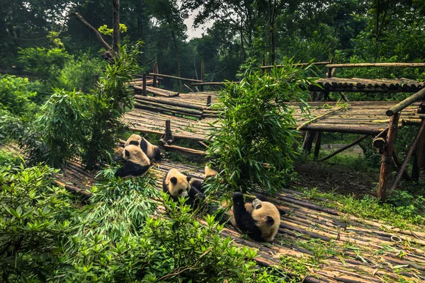 Chengdu Kína 2014 Augusztus Panda Research Center Chengdu Kína — Stock Fotó