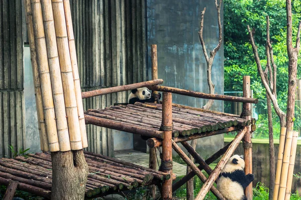 Чэнду, Китай - 10 августа 2014 г.: Исследовательский центр Панда в Ченге — стоковое фото