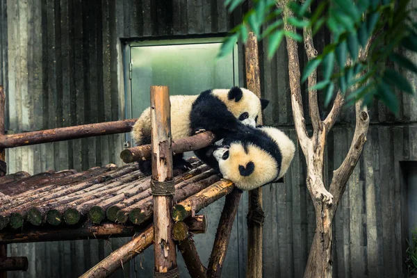 Chengdu, Çin - 10 Ağustos 2014: Panda araştırma Merkezi'nde Cheng