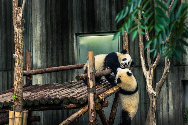 Chengdu, Çin - 10 Ağustos 2014: Panda araştırma Merkezi'nde Cheng
