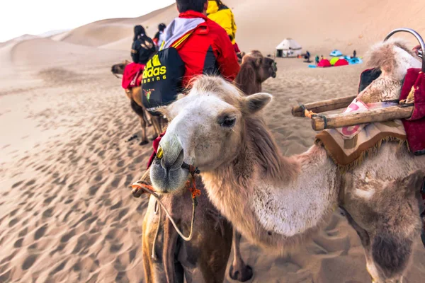 Dunhuang China Agosto 2014 Jinetes Camellos Desierto Gobi Cerca Dunhuang — Foto de Stock