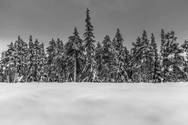 Lapland, İsveç - 31 Ocak 2014: Karlı orman Abisko Milli Parkı'nda