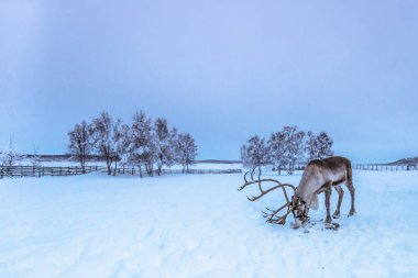 Lapland, İsveç - 31 Ocak 2014: Yalnız Ren geyiği Jukkasjarvi içinde