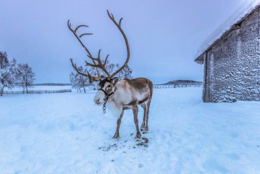 Lapland, İsveç - 31 Ocak 2014: Yalnız Ren geyiği Jukkasjarvi içinde