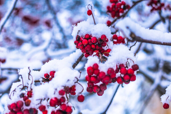 December 10, 2016: Berries in a snowy tree in Sigtuna in winter