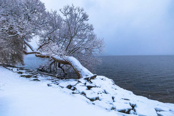 December 10, 2016: A fallen frozen tree in Sigtuna in winter, Sweden — Stock Photo, Image