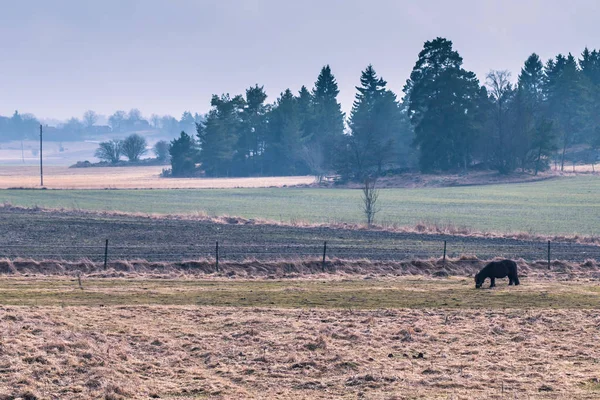 Пони в дикой природе Швеции — стоковое фото