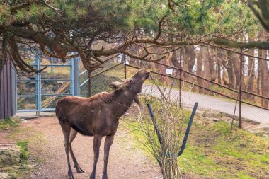 Göteborg, İsveç - 15 Nisan 2017: A Moose Slottskogen Park