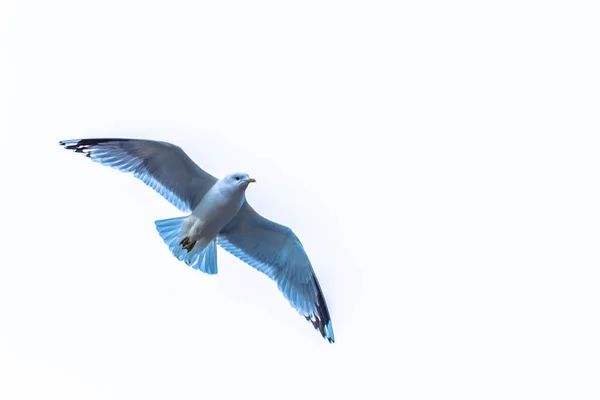 Göteborg, Zweden - 15 April 2017: Seagull in Slottskogen park — Stockfoto