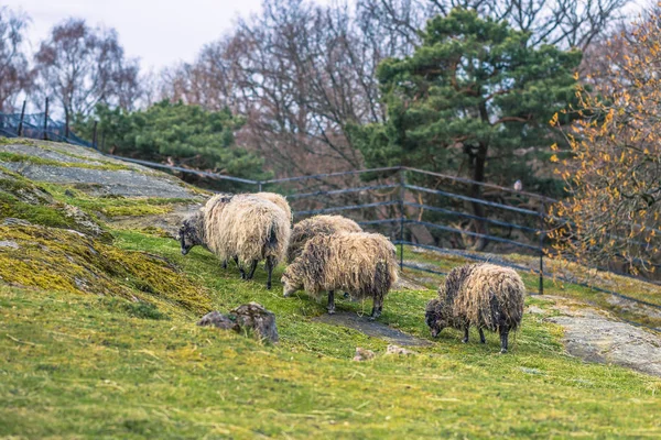 Goteborg, Svezia - 15 aprile 2017: pecore nel parco Slottskogen — Foto Stock