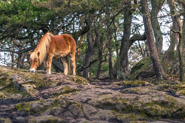Гётеборг, Швеция - 15 апреля 2017: Лошадь в Слоттскогенском парке — стоковое фото