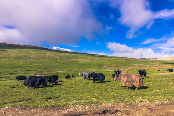 16 de agosto de 2014 - Yaks en el campo del Tíbet — Foto de Stock