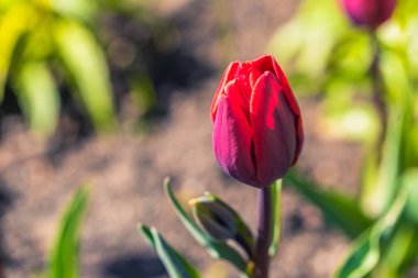 Odense, Danimarka - 29 Nisan 2017: Kırmızı lale çiçek