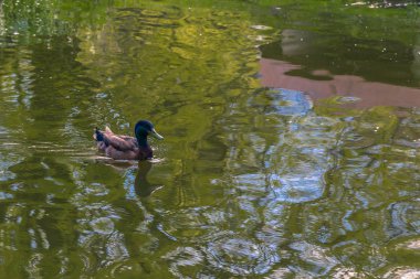 Odense, Danimarka - 29 Nisan 2017: Ördek bir bahçe