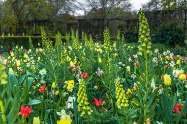 Odense, Danimarka-29 Nisan 2017: Odense 'de bir bahçede çiçekler