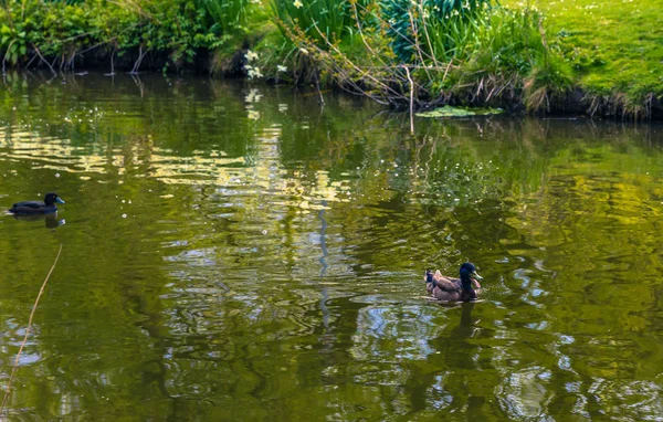 Odense, Denmark - April 29, 2017: Ducks in a garden — Stock Photo, Image