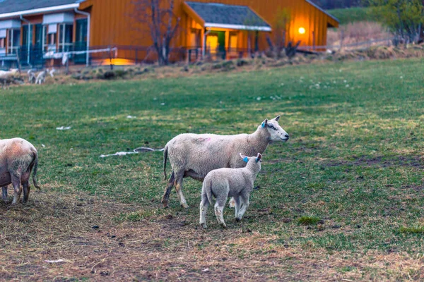 Vang, Noruega - 14 de maio de 2017: Rebanho de Ovelhas na aldeia de Vang — Fotografia de Stock