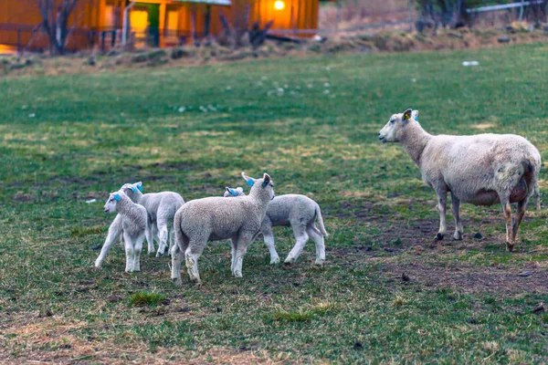 Vang, Norveç - 14 Mayıs 2017: Koyun sürüsü Vang köy içinde — Stok fotoğraf