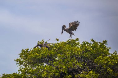 Galapagos Adaları - 26 Ağustos 2017: Pelikan sahillerinin tarafından olduğunu