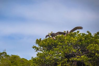 Galapagos Adaları - 26 Ağustos 2017: Pelikan sahillerinin tarafından olduğunu