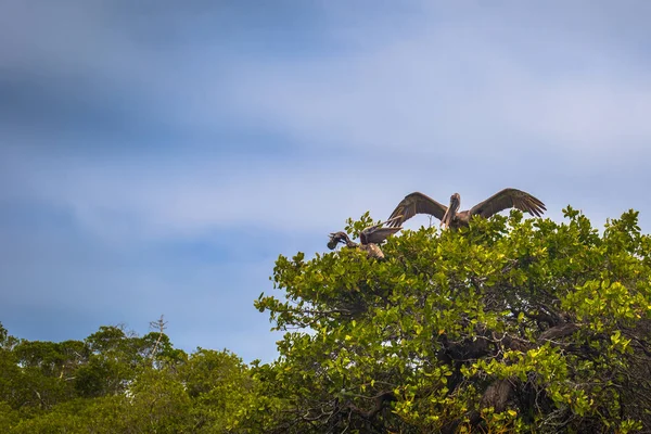 Galapagos Adaları - 26 Ağustos 2017: Pelikan sahillerinin tarafından olduğunu