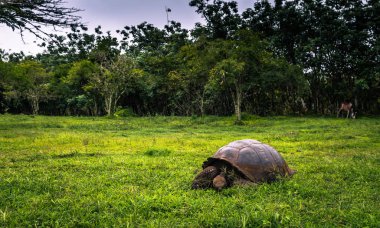 Galapagos Adaları - 22 Temmuz 2017: Dev kaplumbağa Santa Cruz