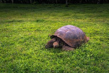 Galapagos Adaları - 22 Temmuz 2017: Dev kaplumbağa Santa Cruz