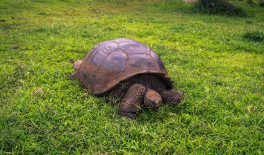 Galapagos Adaları - 22 Temmuz 2017: Dev kaplumbağa Santa Cruz