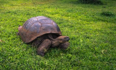 Galapagos Adaları - 22 Temmuz 2017: Dev kaplumbağa Santa Cruz