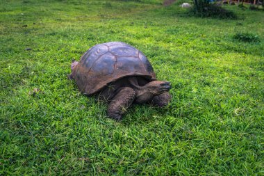 Galapagos Adaları - 22 Temmuz 2017: Dev kaplumbağa Santa Cruz