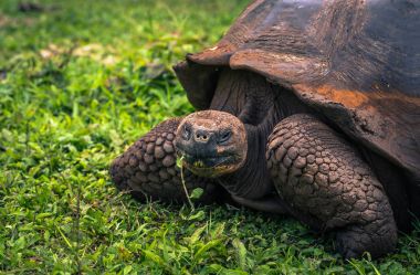 Galapagos Adaları - 22 Temmuz 2017: Dev kaplumbağa Santa Cruz
