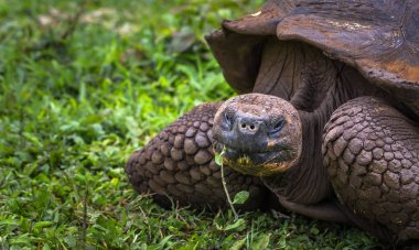 Galapagos Adaları - 22 Temmuz 2017: Dev kaplumbağa Santa Cruz
