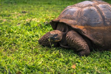 Galapagos Adaları - 22 Temmuz 2017: Dev kaplumbağa Santa Cruz