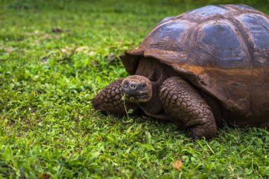 Galapagos Adaları - 22 Temmuz 2017: Dev kaplumbağa Santa Cruz