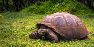 Galapagos Adaları - 22 Temmuz 2017: Dev kaplumbağa Santa Cruz