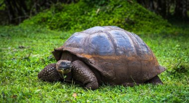 Galapagos Adaları - 22 Temmuz 2017: Dev kaplumbağa Santa Cruz