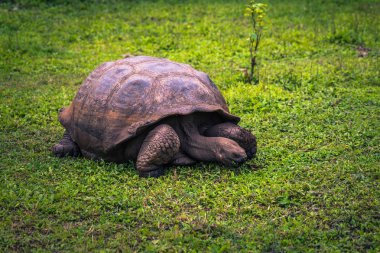 Galapagos Adaları - 22 Temmuz 2017: Dev kaplumbağa Santa Cruz