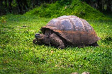 Galapagos Adaları - 22 Temmuz 2017: Dev kaplumbağa Santa Cruz