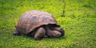 Galapagos Adaları - 22 Temmuz 2017: Dev kaplumbağa Santa Cruz